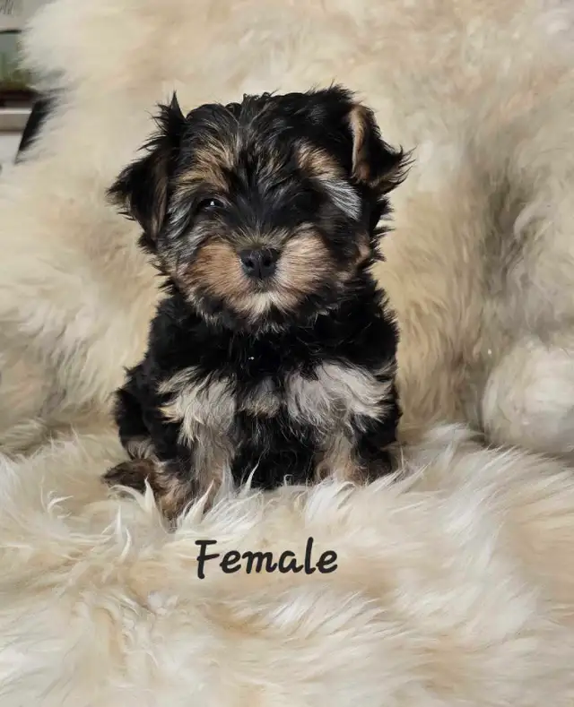 Morkie pups