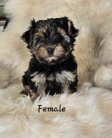 Morkie pups