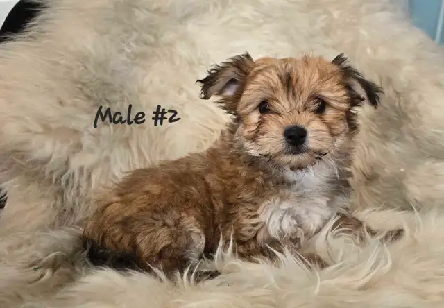 Morkie pups - Photo 2