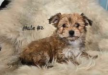 Morkie pups - Photo 2