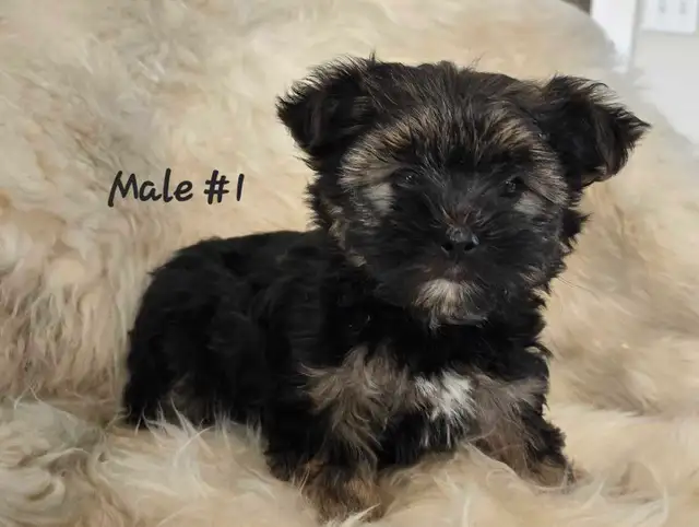 Morkie pups - Photo 3