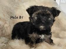 Morkie pups - Photo 3