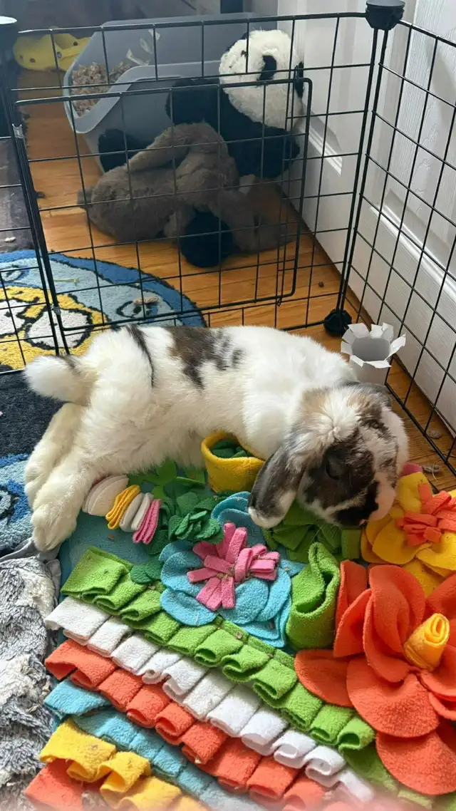 Rascally Rabbit Rescue - Molly!