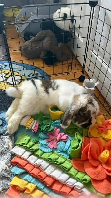 Rascally Rabbit Rescue - Molly!