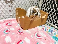 Rascally Rabbit Rescue - Molly! - Photo 2