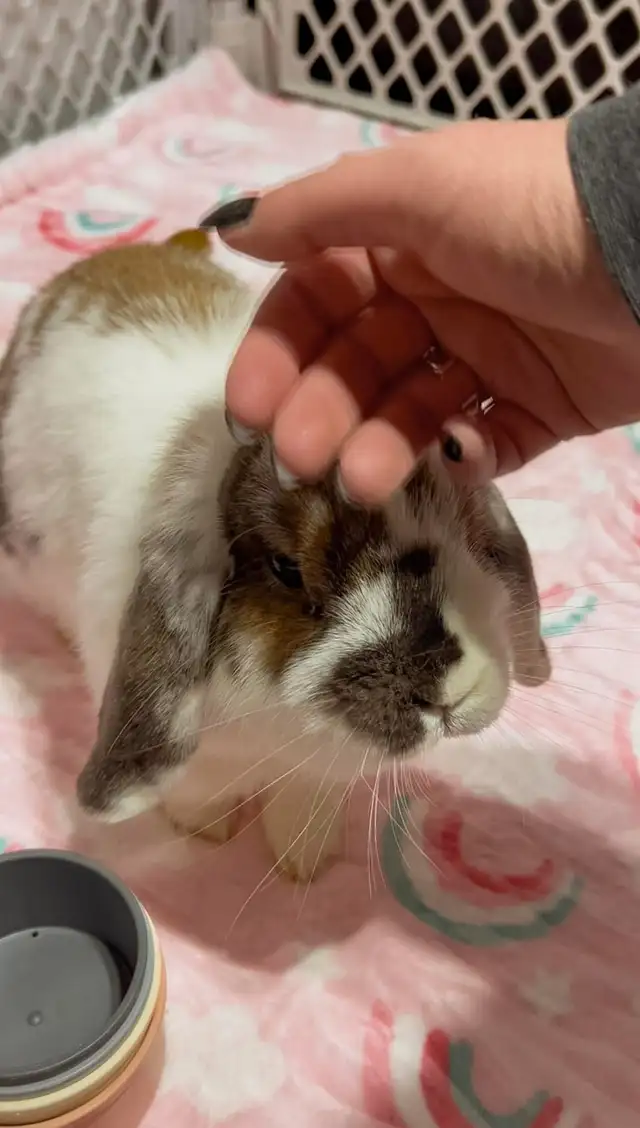 Rascally Rabbit Rescue - Molly! - Photo 3