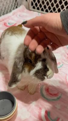 Rascally Rabbit Rescue - Molly! - Photo 3