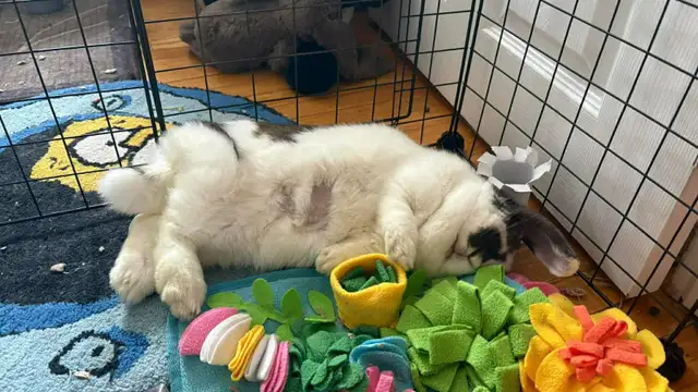 Rascally Rabbit Rescue - Molly! - Photo 4
