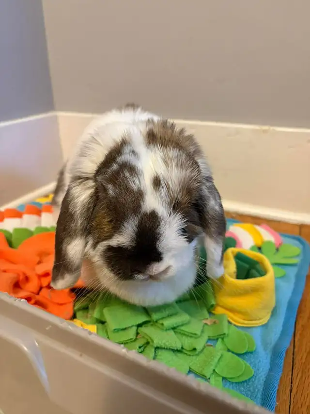 Rascally Rabbit Rescue - Molly! - Photo 5