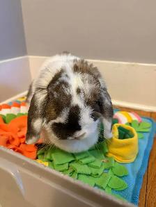 Rascally Rabbit Rescue - Molly! - Photo 5