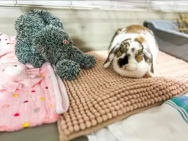 Rascally Rabbit Rescue - Molly! - Photo 6