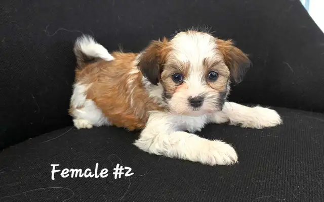 Maltshi/Yorkshire pups