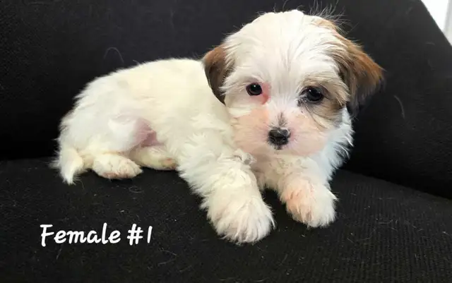 Maltshi/Yorkshire pups - Photo 2