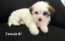 Maltshi/Yorkshire pups - Photo 2