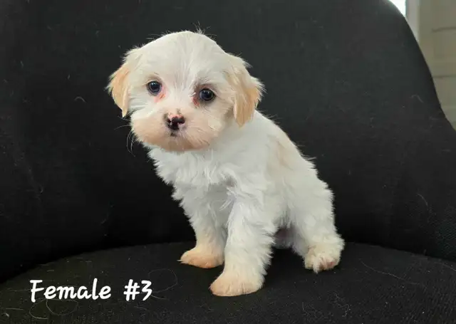 Maltshi/Yorkshire pups - Photo 3