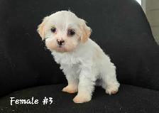 Maltshi/Yorkshire pups - Photo 3