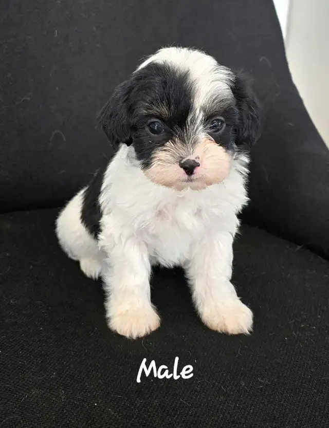 Maltshi/Yorkshire pups - Photo 4