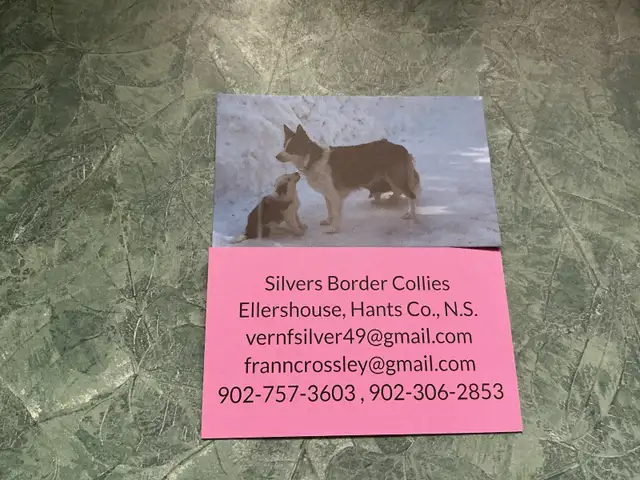 Silvers Border Collies