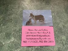 Silvers Border Collies