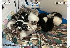 Silvers Border Collies - Photo 2