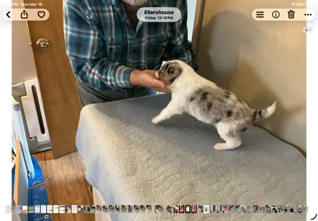 Silvers Border Collies - Photo 3