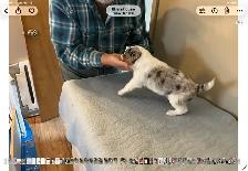 Silvers Border Collies - Photo 3