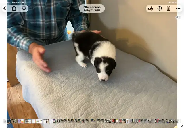 Silvers Border Collies - Photo 4