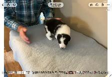 Silvers Border Collies - Photo 4