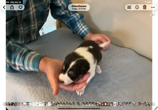 Silvers Border Collies - Photo 5