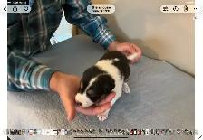 Silvers Border Collies - Photo 5