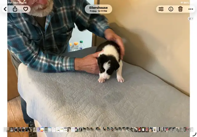 Silvers Border Collies - Photo 6