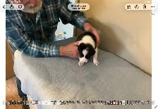 Silvers Border Collies - Photo 6