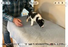 Silvers Border Collies - Photo 7