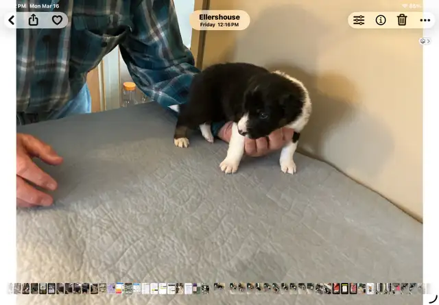 Silvers Border Collies - Photo 8