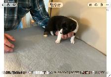 Silvers Border Collies - Photo 8