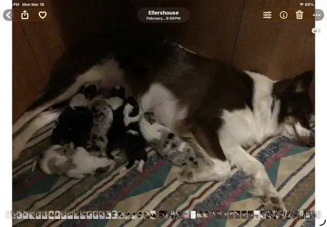 Silvers Border Collies - Photo 9