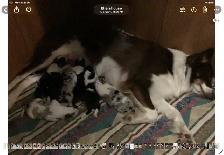 Silvers Border Collies - Photo 9