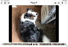 Silvers Border Collies - Photo 10