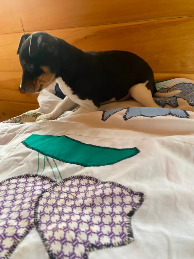 2 Rat Terrier Puppies - Photo 2