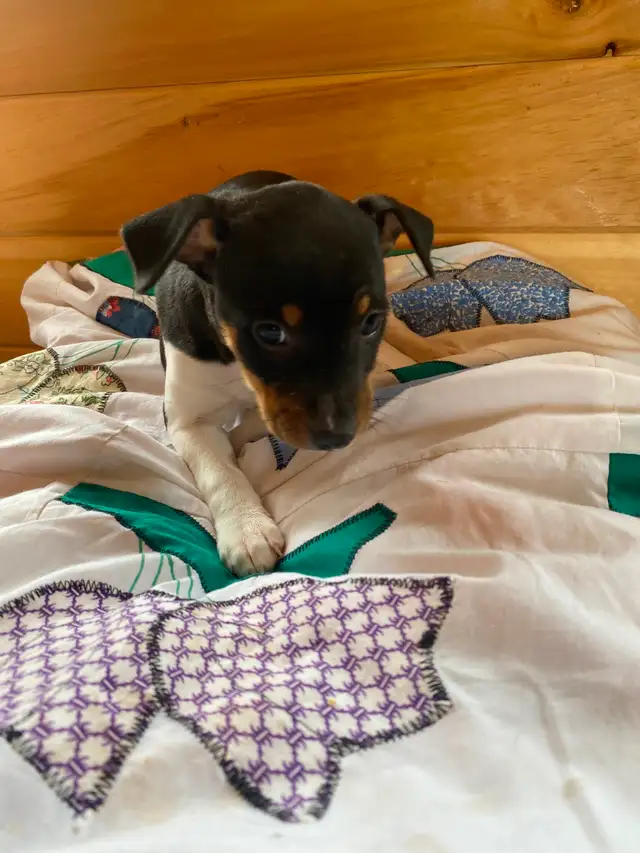 2 Rat Terrier Puppies - Photo 3