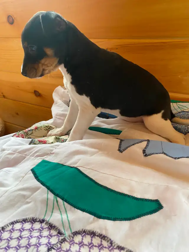 2 Rat Terrier Puppies - Photo 4