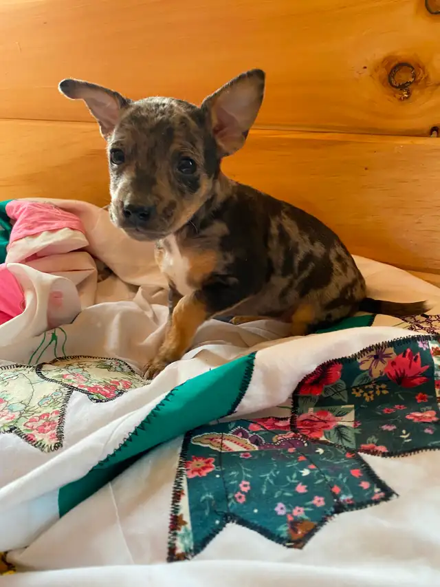 2 Rat Terrier Puppies - Photo 5