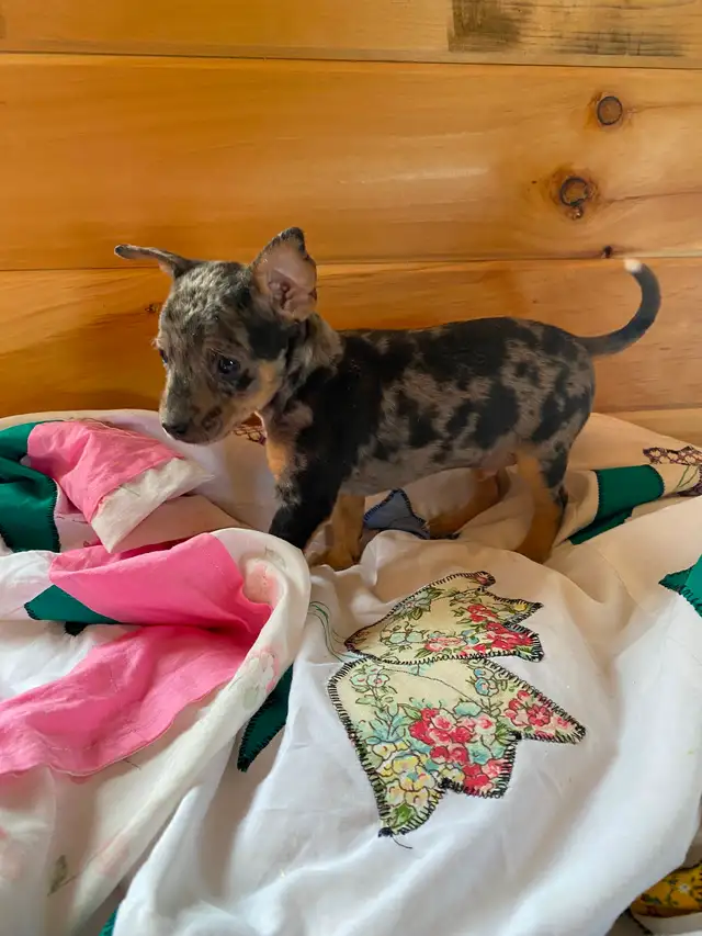 2 Rat Terrier Puppies - Photo 6