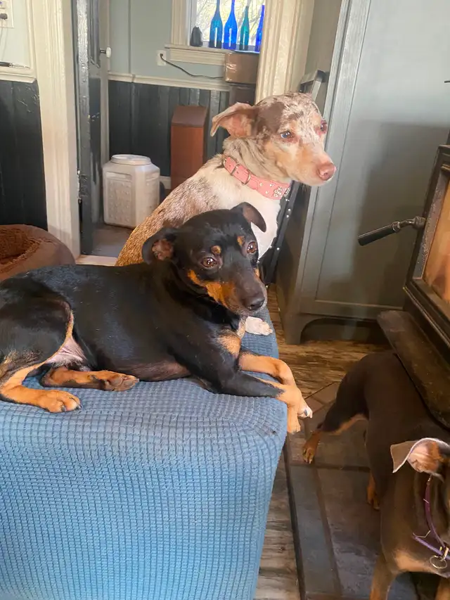 2 Rat Terrier Puppies - Photo 7