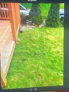 Two men and a cat - Photo 2