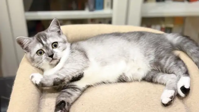 Scottish Straight TICA- CCA - lignée de champions