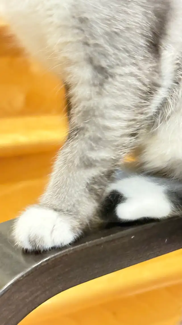 Scottish Straight TICA- CCA - lignée de champions - Photo 2