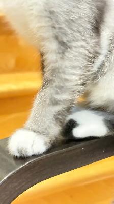 Scottish Straight TICA- CCA - lignée de champions - Photo 2