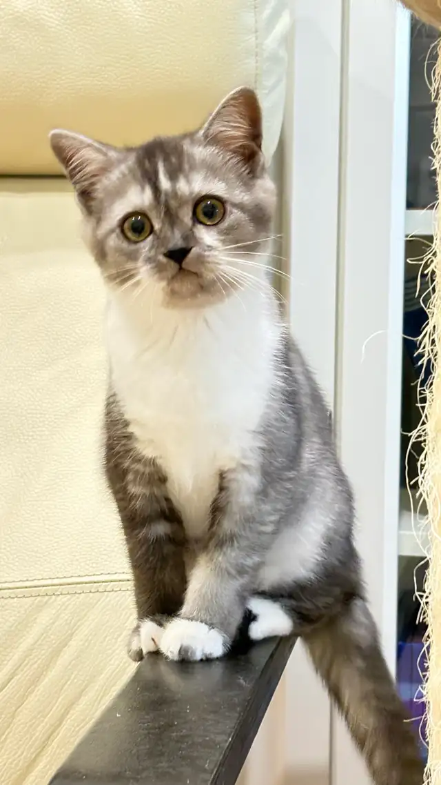 Scottish Straight TICA- CCA - lignée de champions - Photo 3