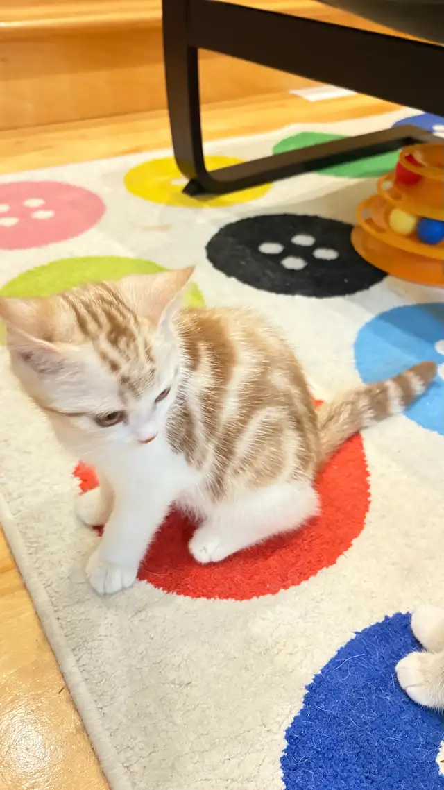 Scottish Straight TICA- CCA - lignée de champions - Photo 4